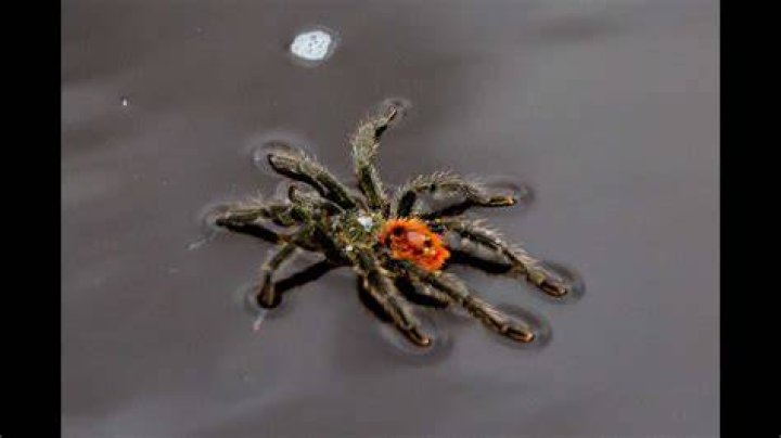 Can Tarantulas Walk On Water