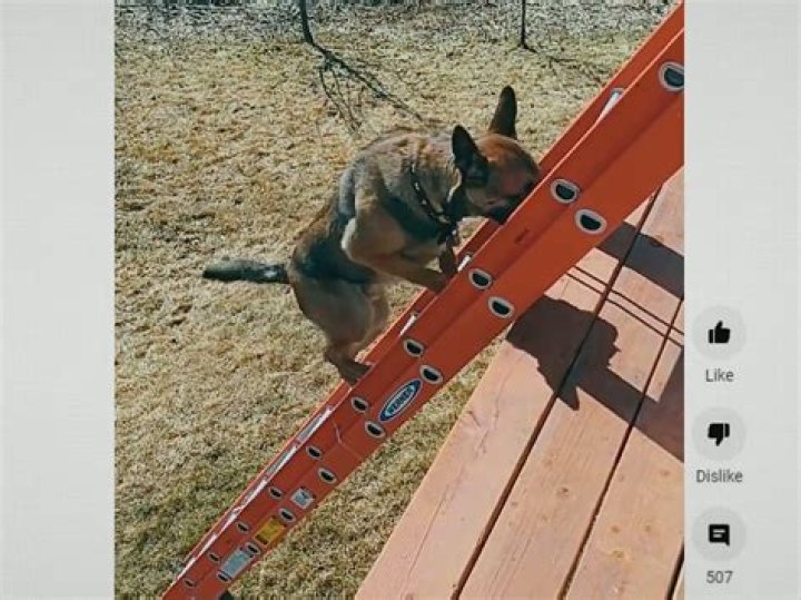 Unveiling The Curious World Of Dogs Climbing Ladders